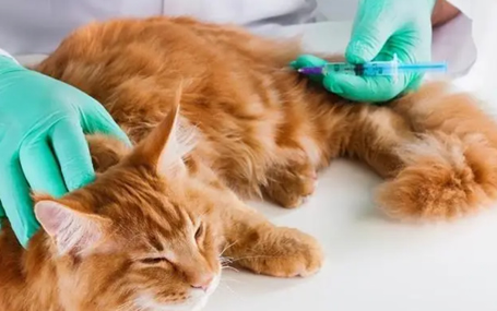 智能监护天荣医疗-动物监护/宠物监护仪在动物手术实验中的作用！