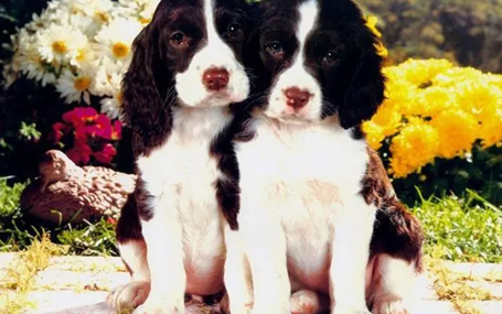 爱养动物的你，做好准备成为宠物监护人了吗？