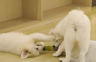 动物监护/宠物监护天荣医疗-为什么越来越多的人喜欢养宠物！