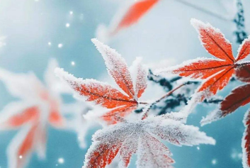 动物监护/宠物监护天荣医疗-这个冬日，愿每个动物都能获得温暖的爱！