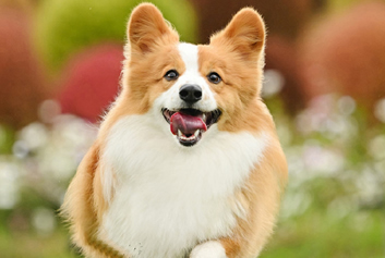 动物监护/宠物监护天荣医疗-你的“毛孩子”，需要一份“终身监护”承诺