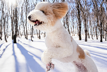 宠物监护/动物监护天荣医疗-那些宠物们给我们的快乐，藏着生活最暖的欢喜！