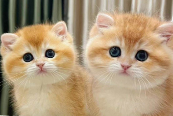 动物监护/宠物监护天荣医疗-准备养宠物的您，准备好了吗？