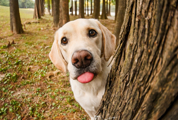 宠物监护/动物监护天荣医疗-春暖花开的时节，那些流浪的小动物们迎来新的春天！