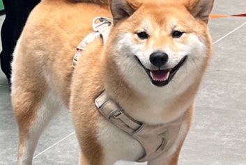 动物监护/宠物监护天荣医疗-呆萌小狗：可以治愈生活疲惫，让你藏起所有烦恼